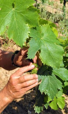 Domaine La Navicelle, il gesto dell'uomo valorizza la natura.jpg