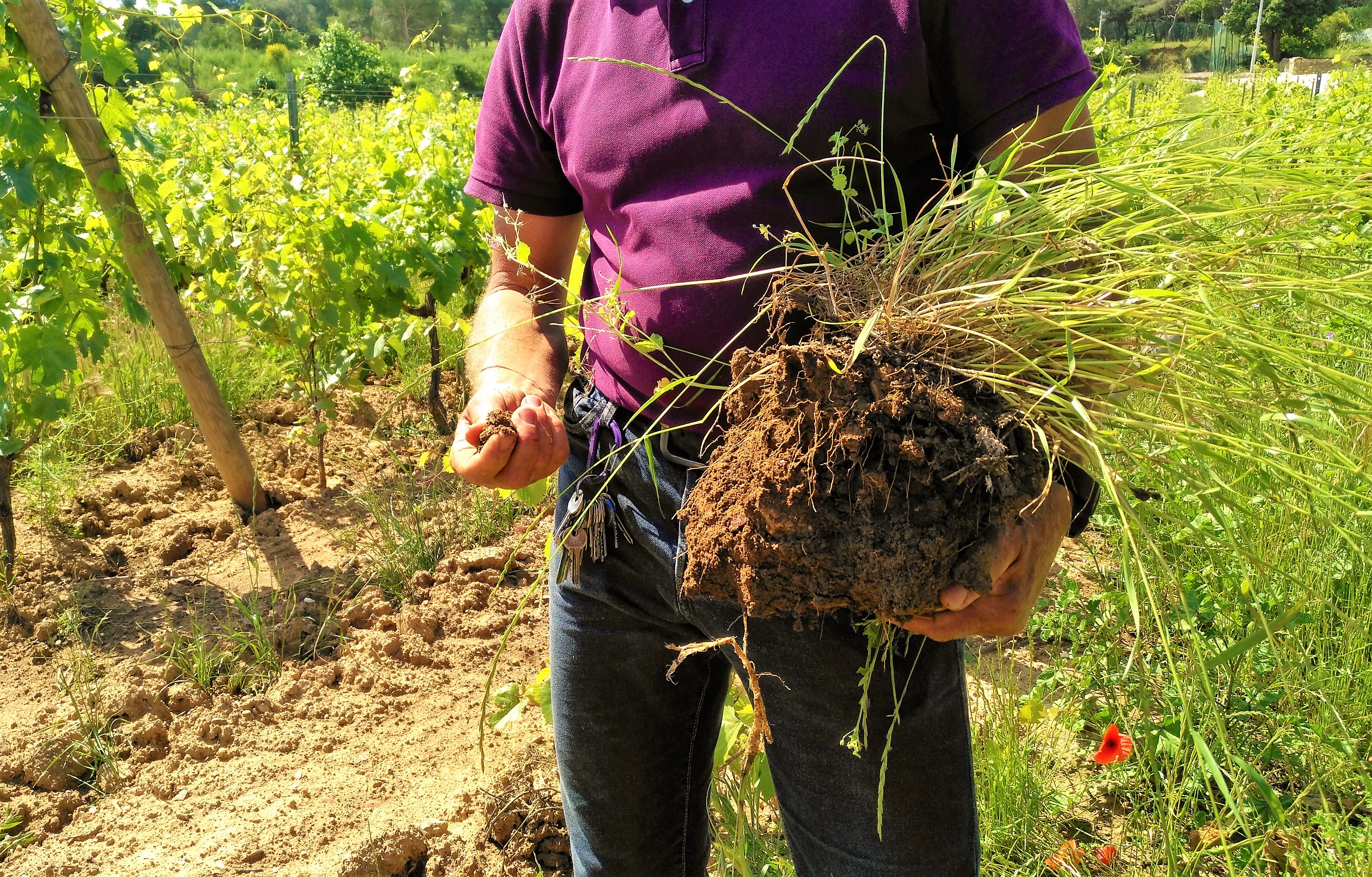 Domaine La Navicelle, l'importanza della terra