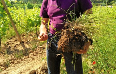 Domaine La Navicelle, l'importanza della terra