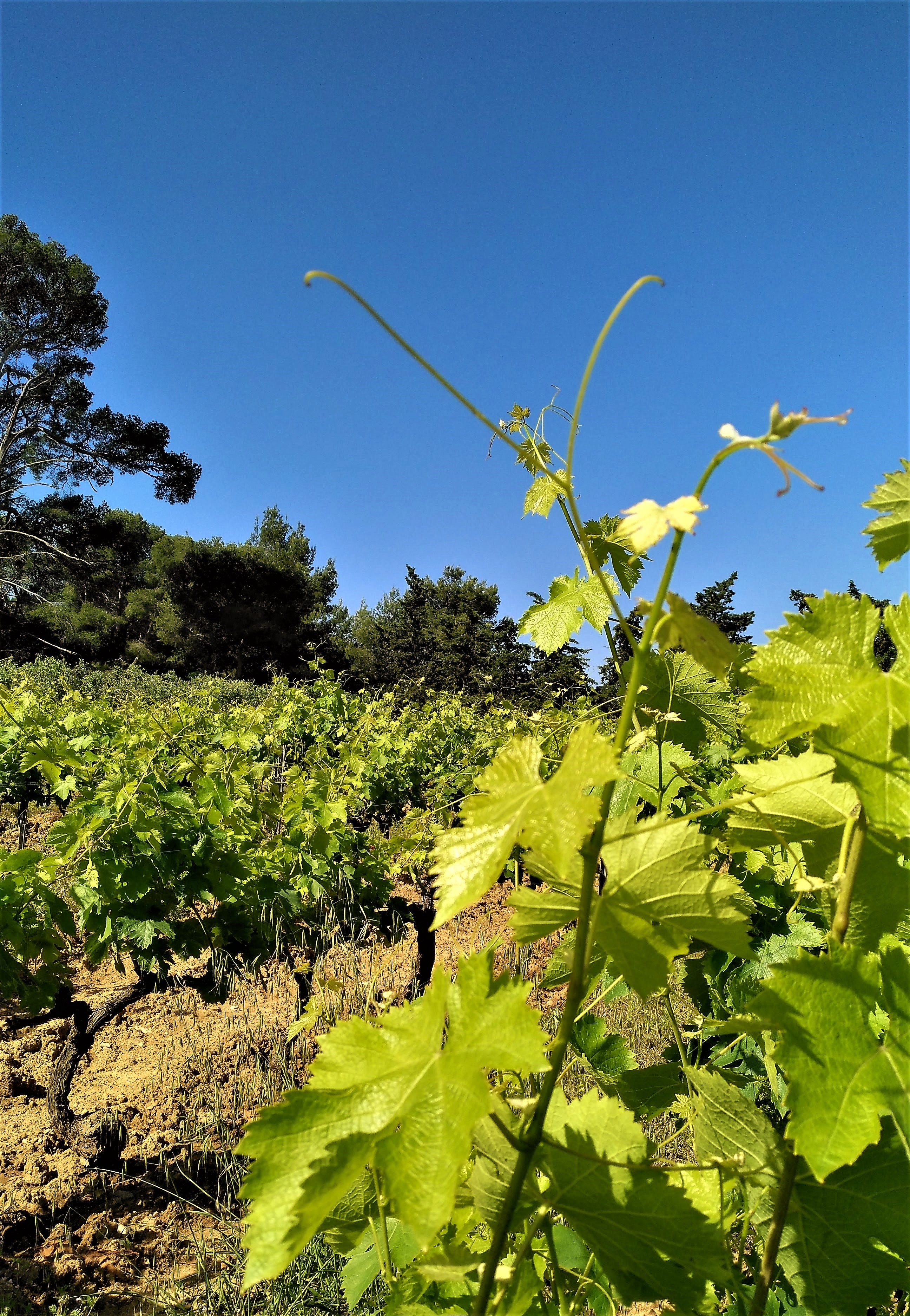 Domaine La Navicelle, scorcio del vigneto