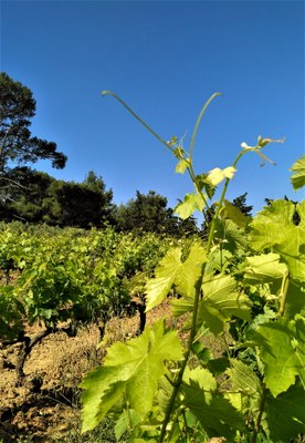 Domaine La Navicelle, scorcio del vigneto