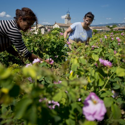 Donne che raccolgono fiori - Foto: © Alain Issock1