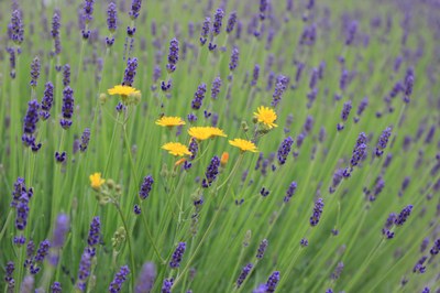 Dove la lavanda cresce selvatica