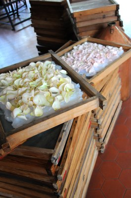 Estrazione del profumo dai fiori per macerazione 2 - Foto: © Galimard