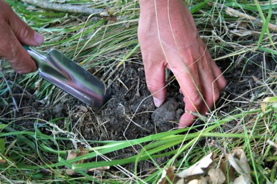 Estrazione del tartufo dal terreno