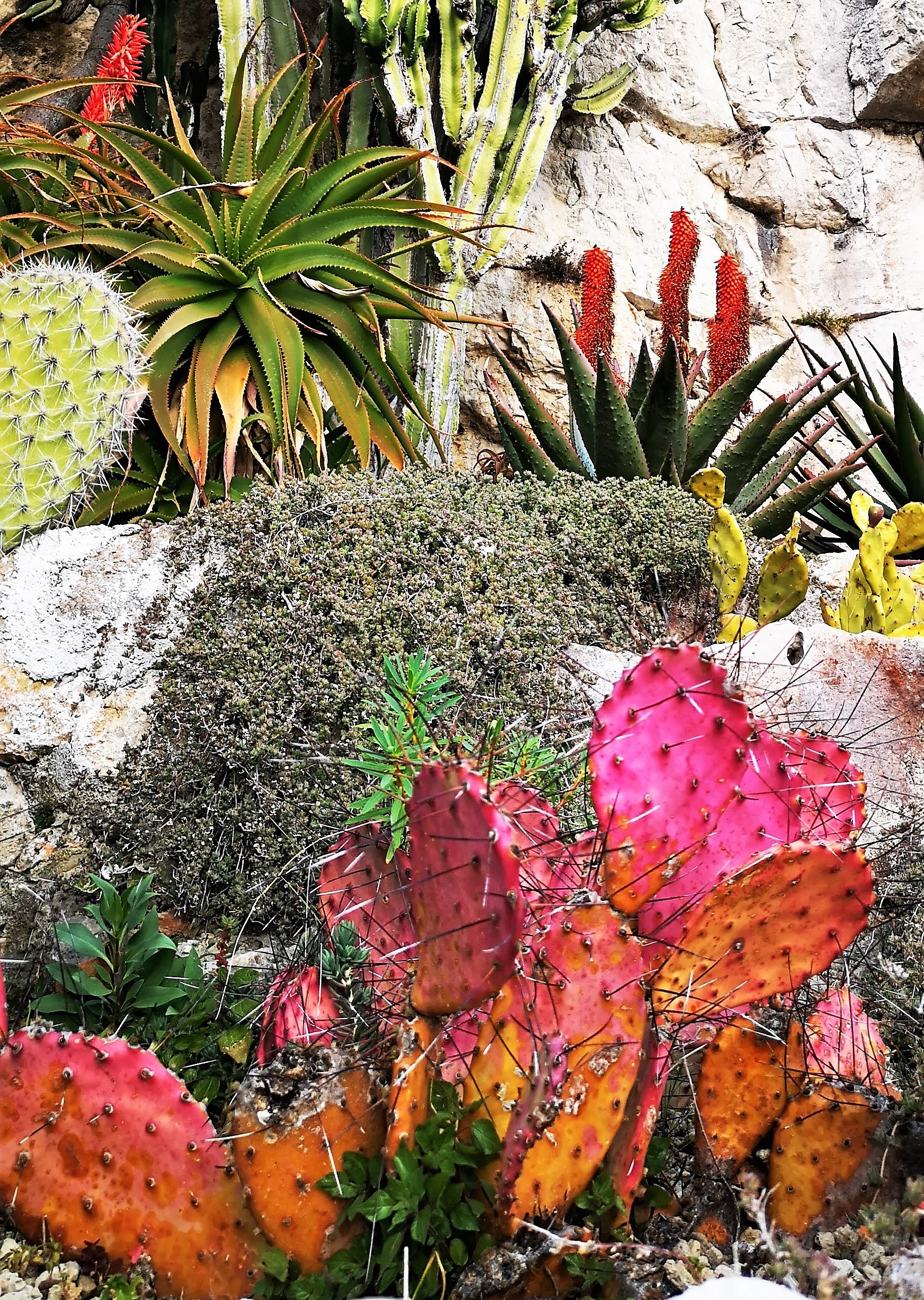 Èze, giardino esotico, fichi d'India e altre succulente