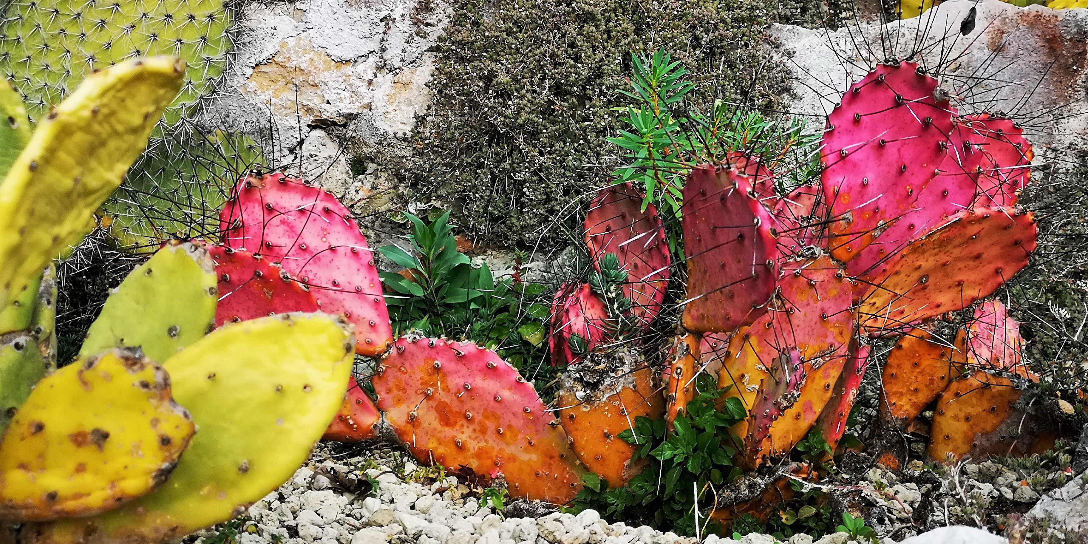 Èze, giardino esotico, fichi d'India