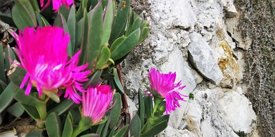 Èze, giardino esotico, fiori aggrappati alle rocce