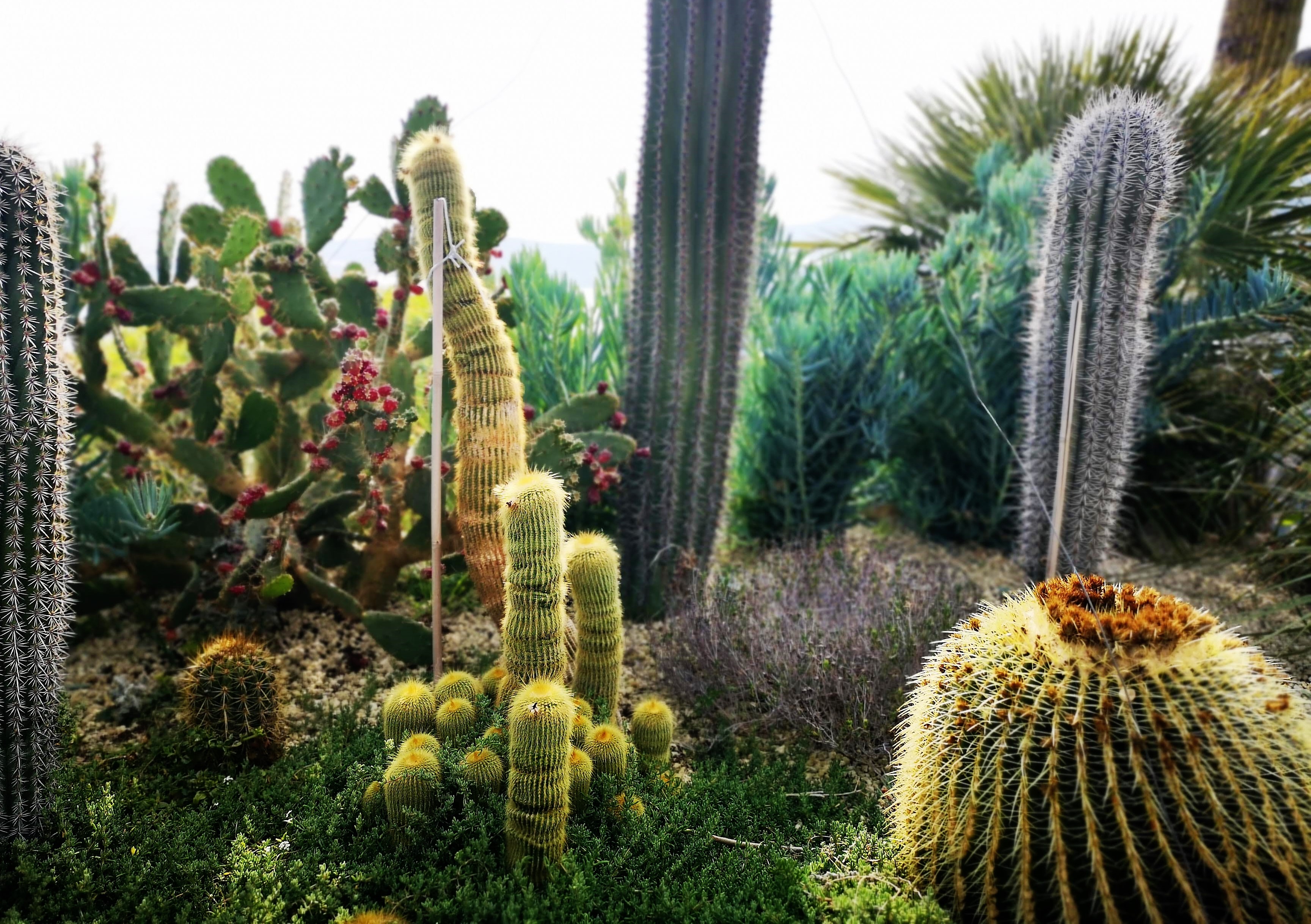 Èze, giardino esotico, il 'cuscino della suocera' e altre piante