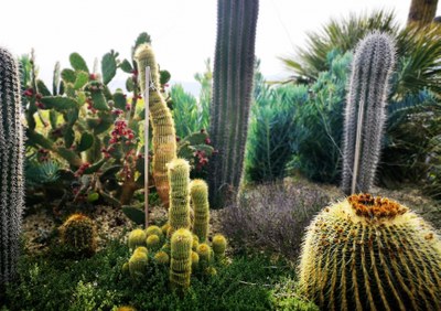 Èze, giardino esotico, il 'cuscino della suocera' e altre piante