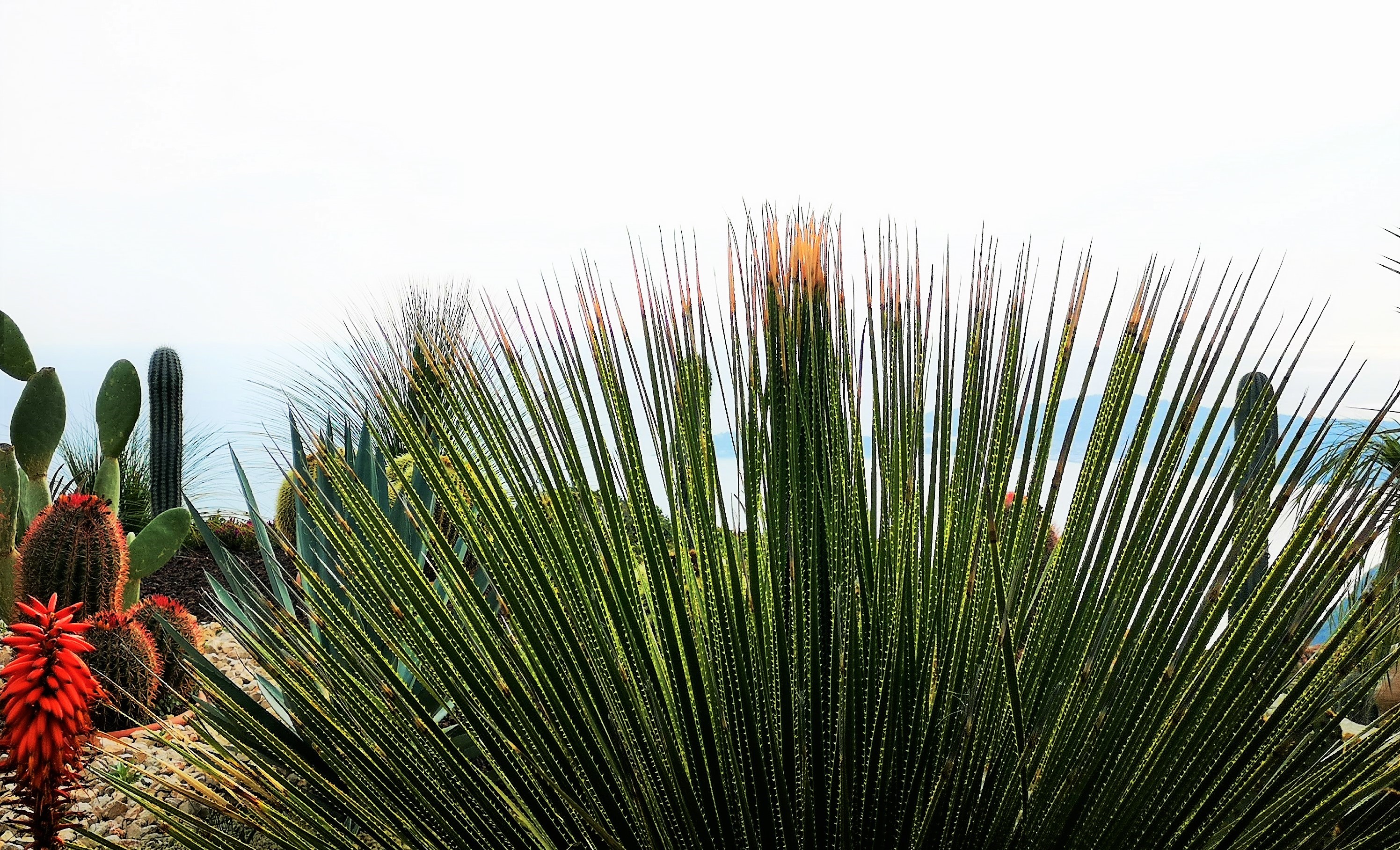 Èze, giardino esotico, particolare