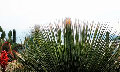 Èze, giardino esotico, particolare