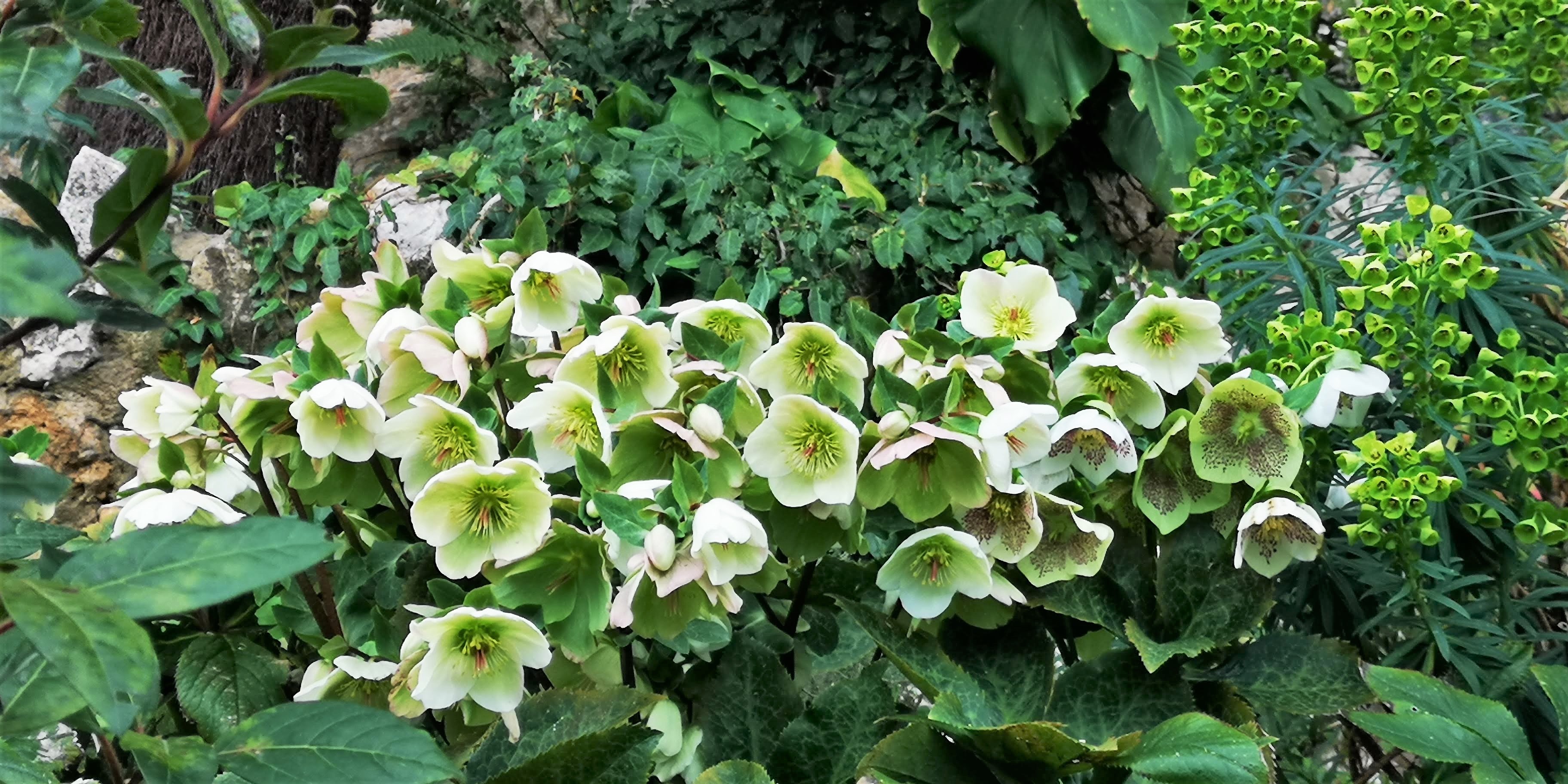 Èze, giardino esotico, piante mediterranee