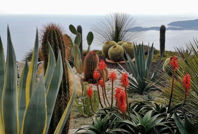 Èze, giardino esotico, succulente