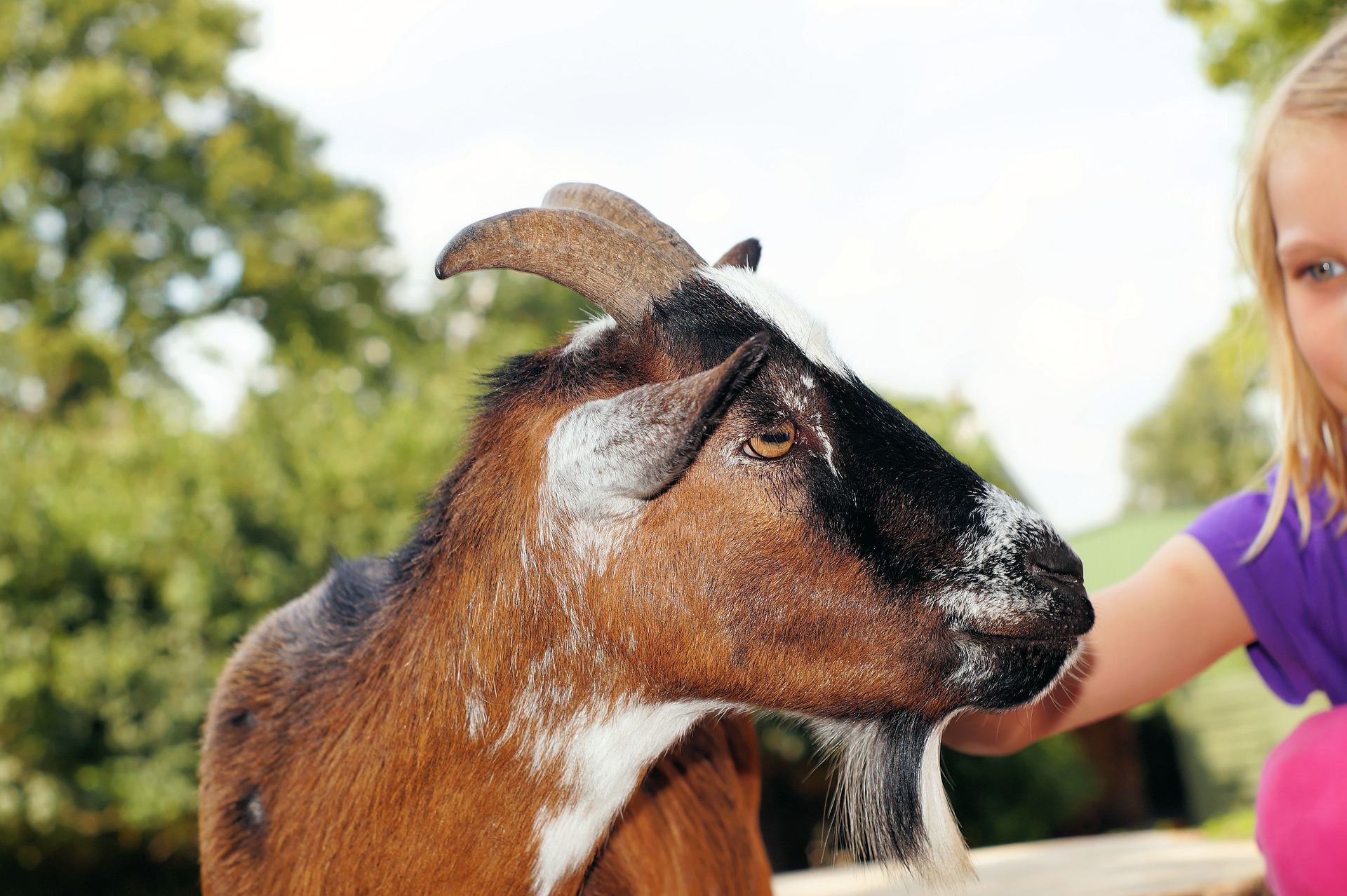 Fare amicizia con gli animali
