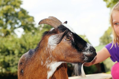 Fare amicizia con gli animali