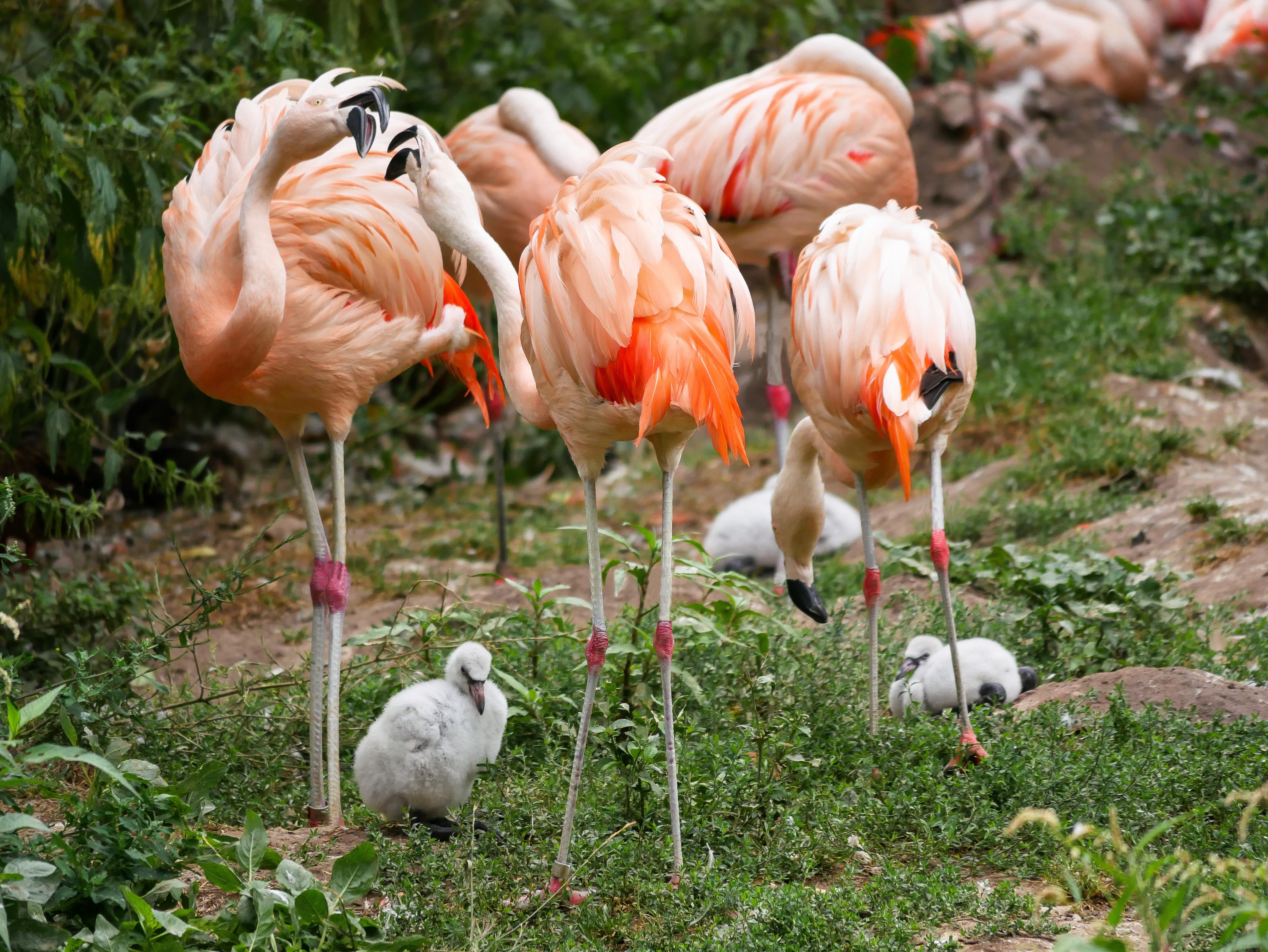 Fenicotteri rosa con i loro piccoli