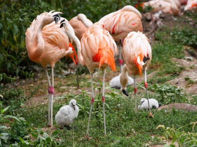 Fenicotteri rosa con i loro piccoli