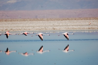 Fenicotteri rosa in volo