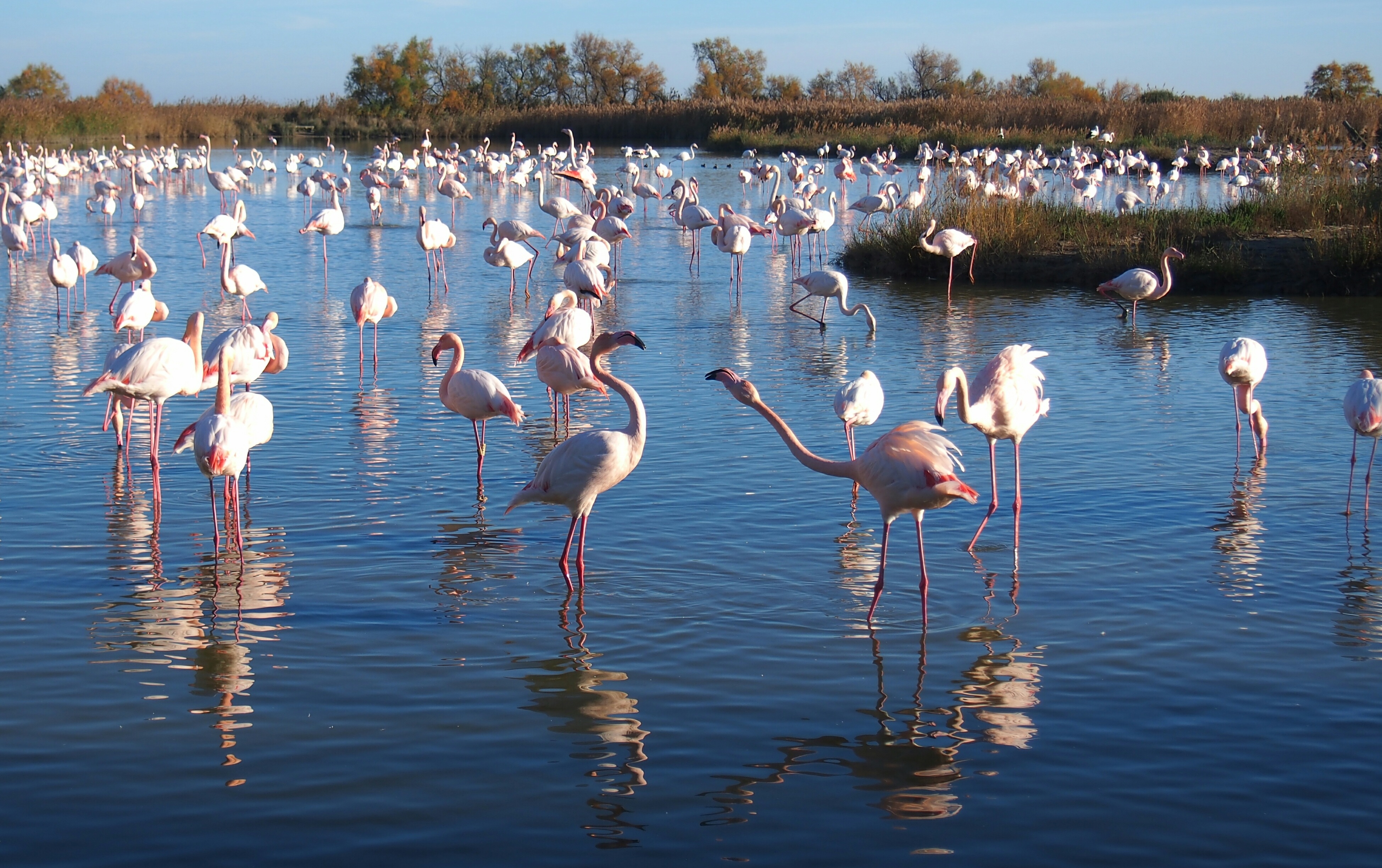 Fenicotteri rosa nello stagno