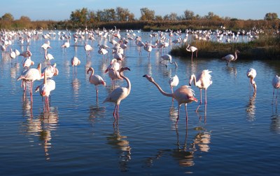 Fenicotteri rosa nello stagno