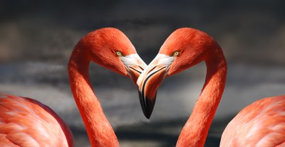 Fenicotteri rosa, with love