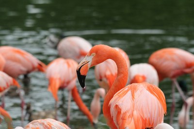 Fenicotteri rosa