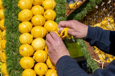 Fête du Citron, allestimento dei carri - Crédit Ville de Menton