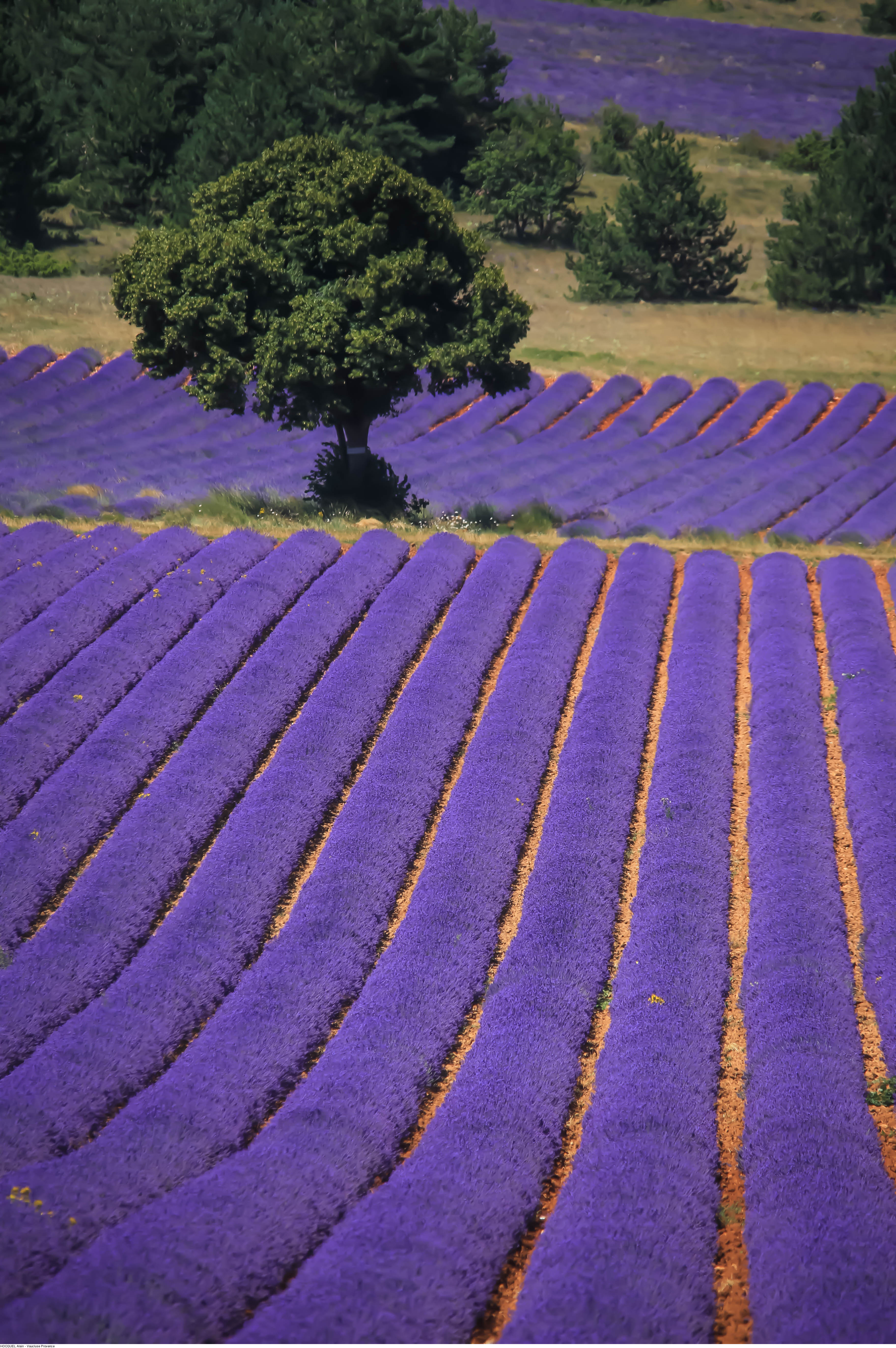 Filari di lavanda  © Alain Hocquel