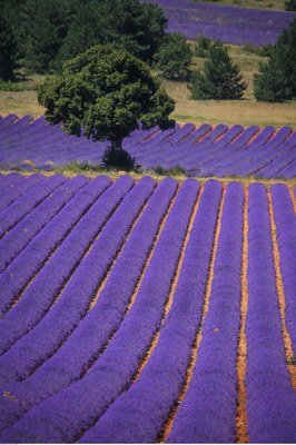Filari di lavanda  © Alain Hocquel