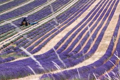 Filari di lavanda © Musée de la Lavande