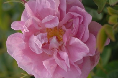Fiore - Foto: C. Barbiero © Musées de Grasse, Photos