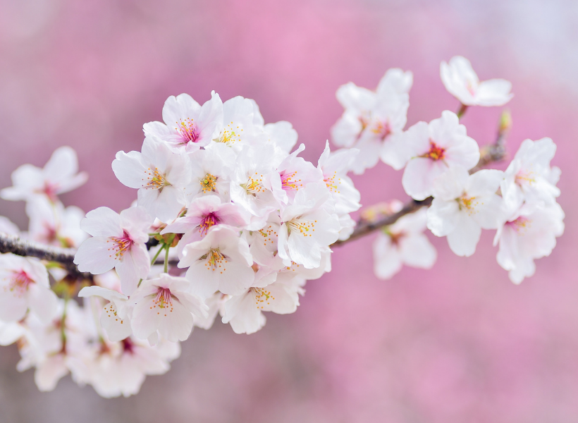 Fiori di ciliegio, i grappoli prima delle foglie