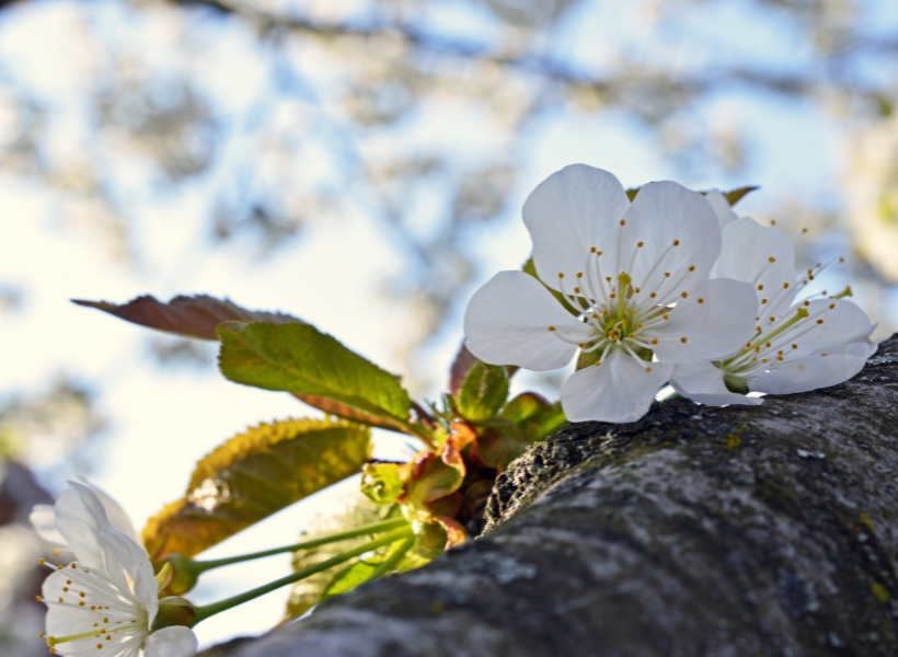 Fiori di ciliegio