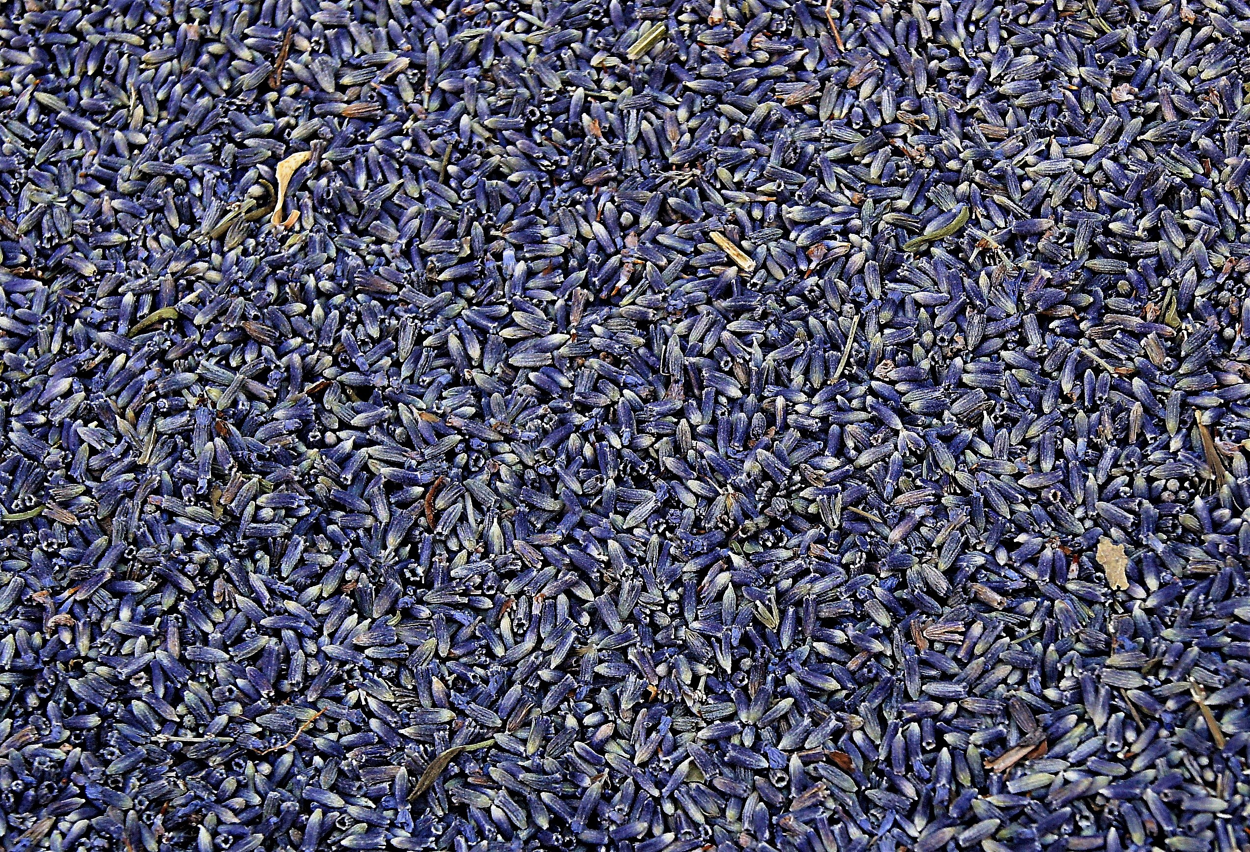 Fiori di lavanda essicati
