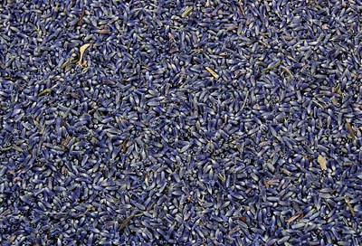 Fiori di lavanda essicati