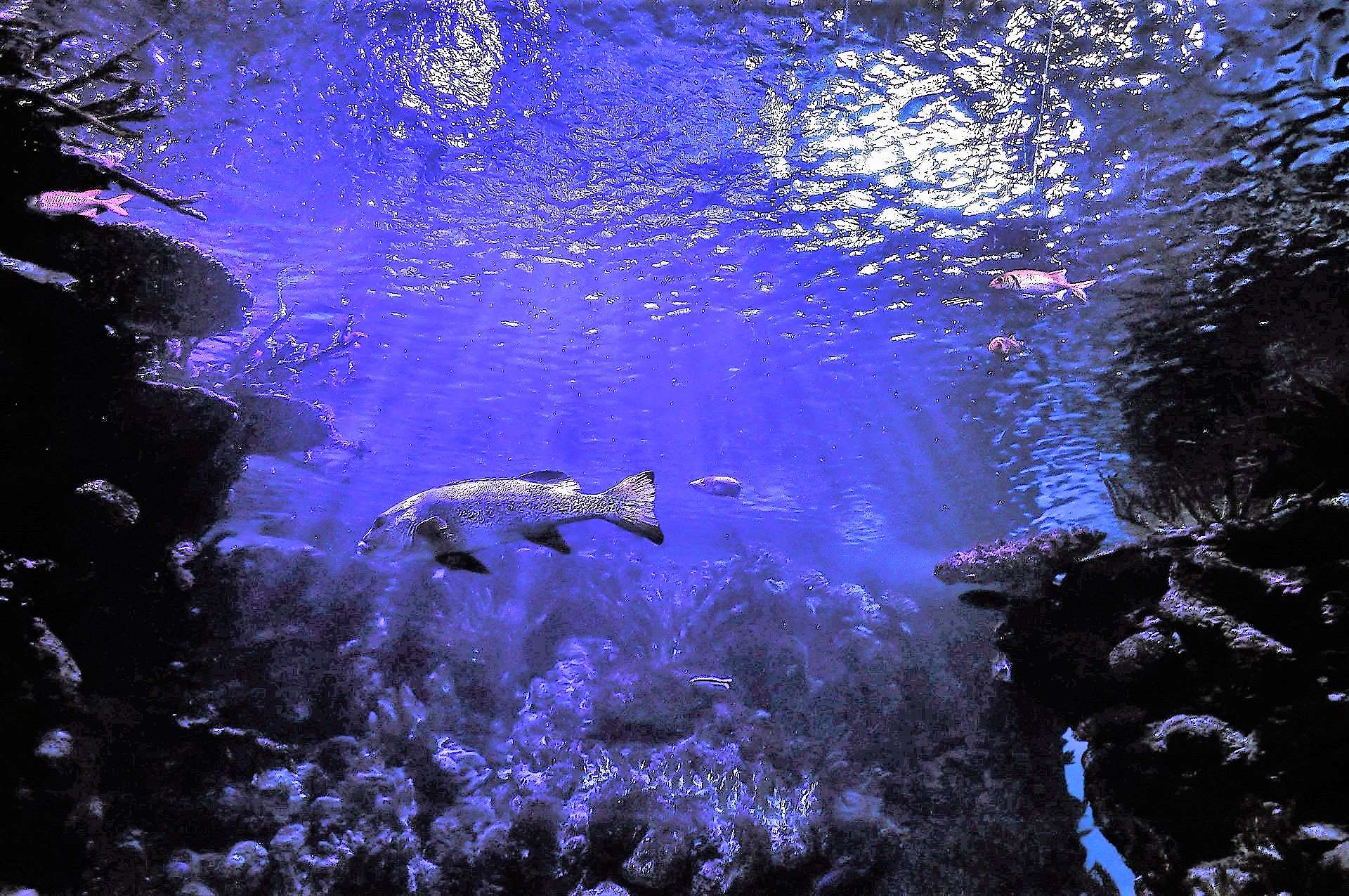 Flora e fauna nel Santuario marino Pelagos