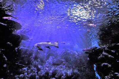 Flora e fauna nel Santuario marino Pelagos