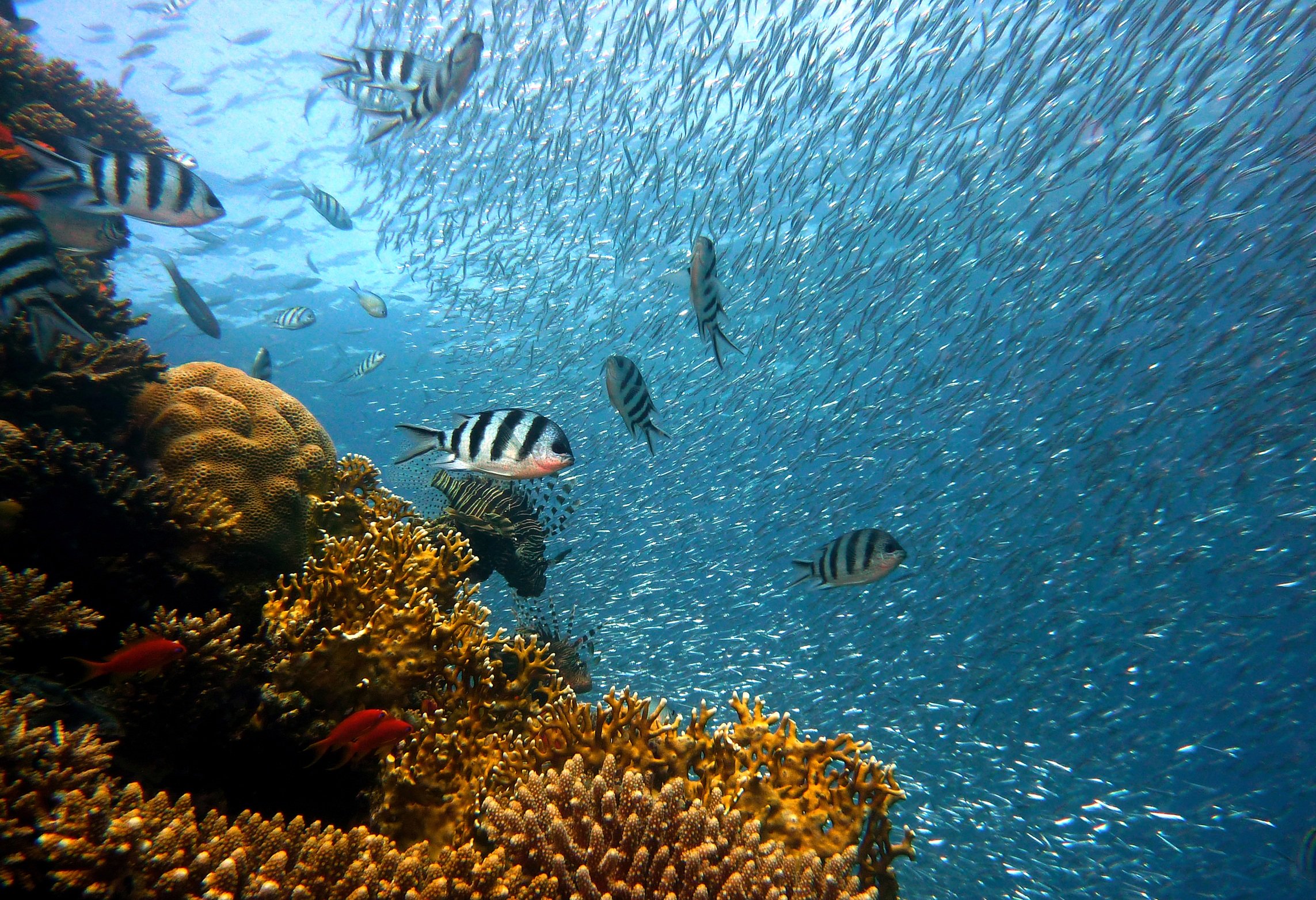 Fondale e fauna marina del Mediterraneo