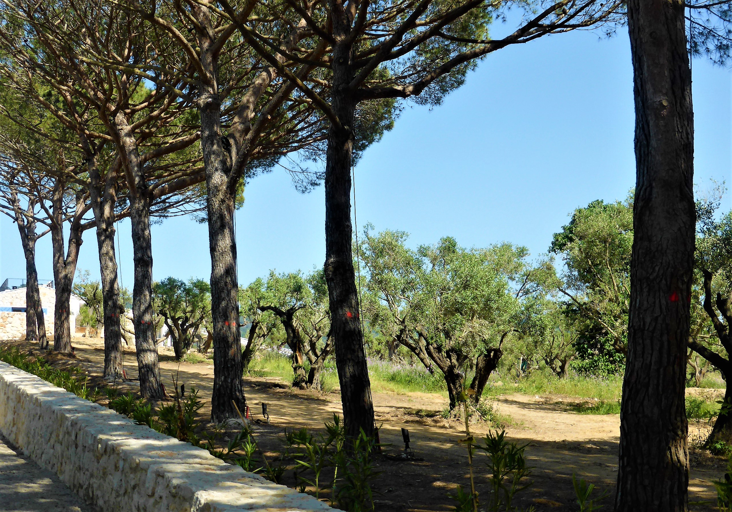 Fondation Carmignac, il viale d'accesso