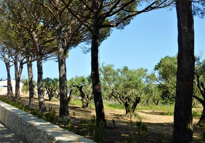 Fondation Carmignac, il viale d'accesso