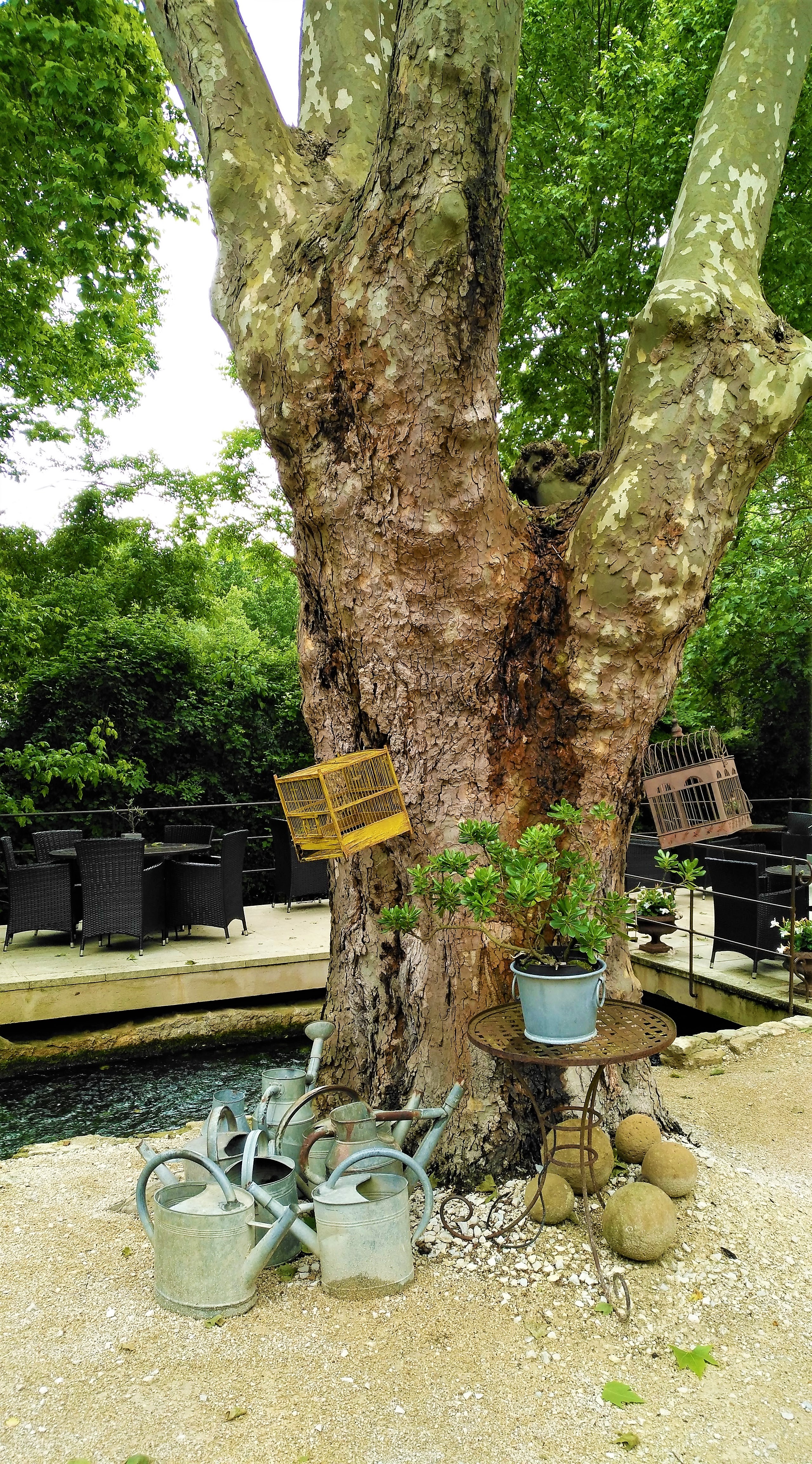 Fontaine de Vaucluse, Hôtel du Poète, un albero ultra centenario