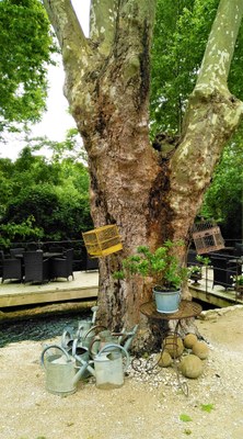 Fontaine de Vaucluse, Hôtel du Poète, un albero ultra centenario