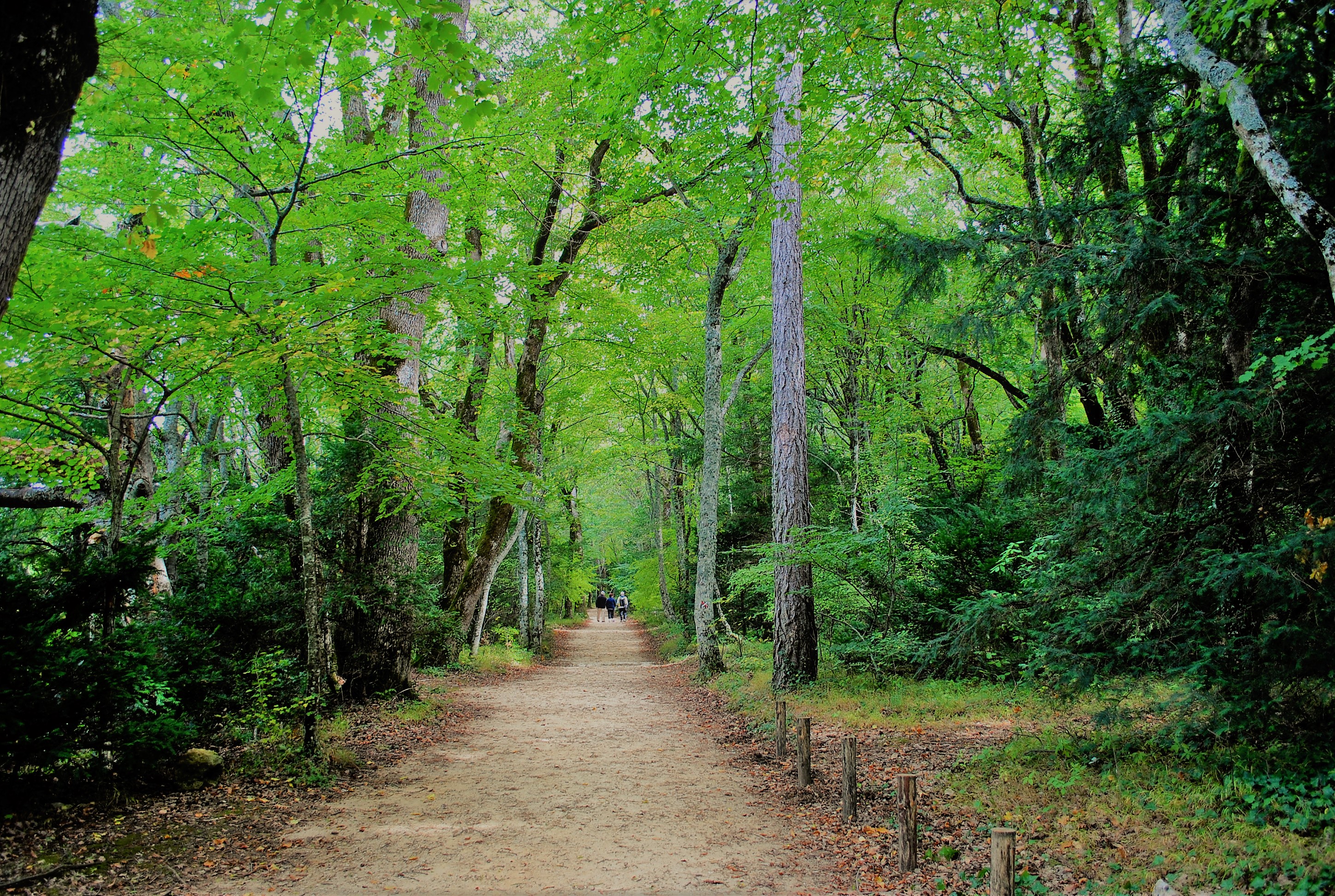 Foresta demaniale de La Sainte-Baume © Silvia C. Turrin