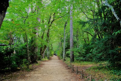 Foresta demaniale de La Sainte-Baume © Silvia C. Turrin