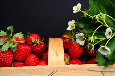 Fragole, frutti e fiori