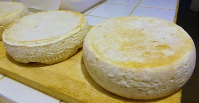Fromagerie des Alpilles - Le tome di capra.JPG