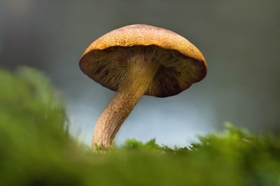 Fungo, l'ingrediente scomparso della barigoule provenzale