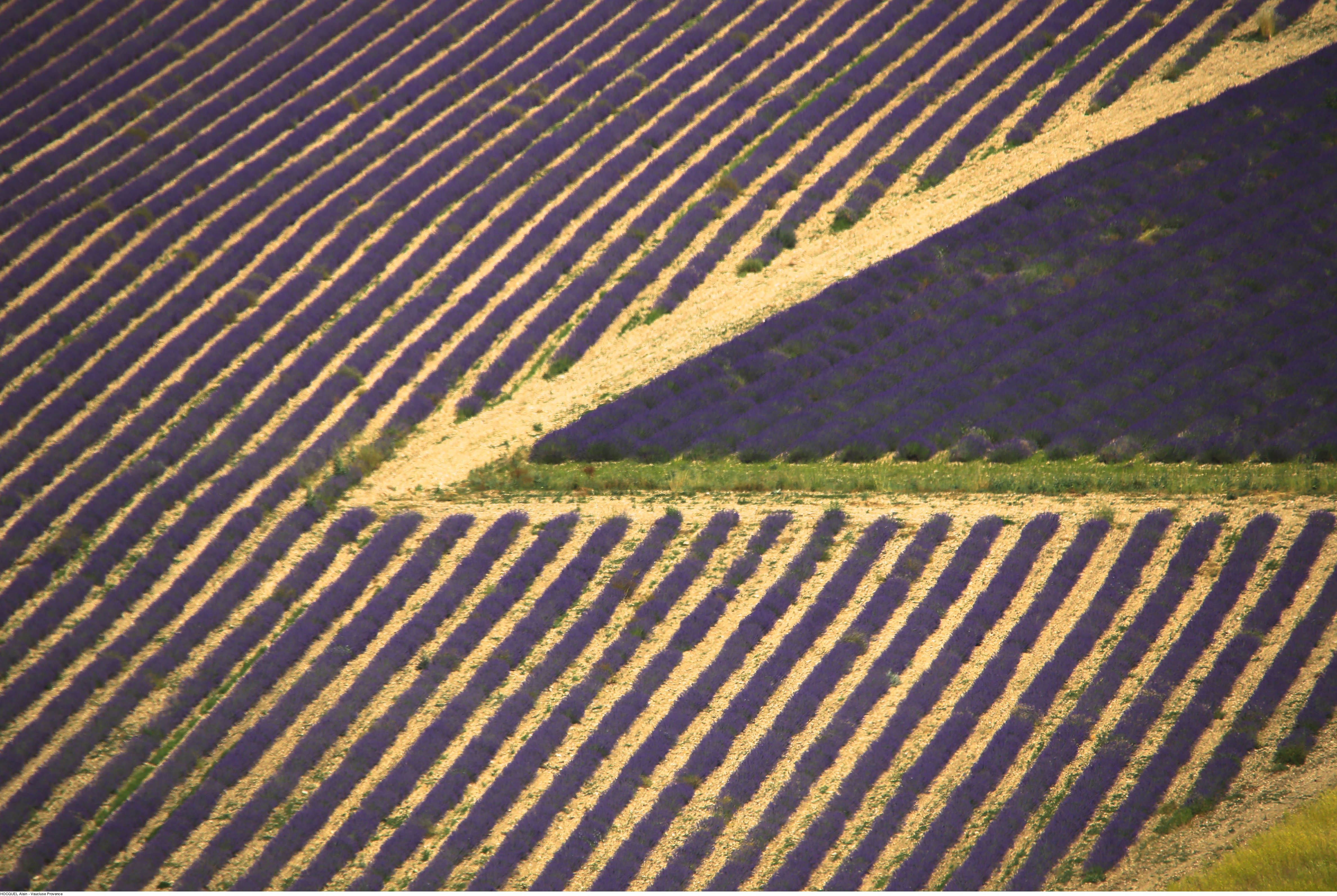 Geometrie nella lavanda © Alain Hocquel