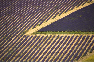 Geometrie nella lavanda © Alain Hocquel